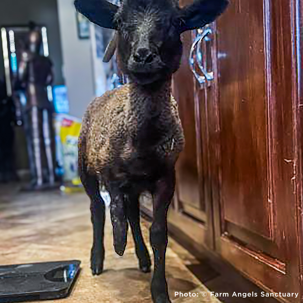 Funded: Lamb With Broken and Necrotic Leg Needs Emergency Surgery