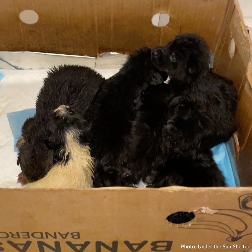 Save Abandoned Newborn Puppies Fighting for Their Lives in Ukraine