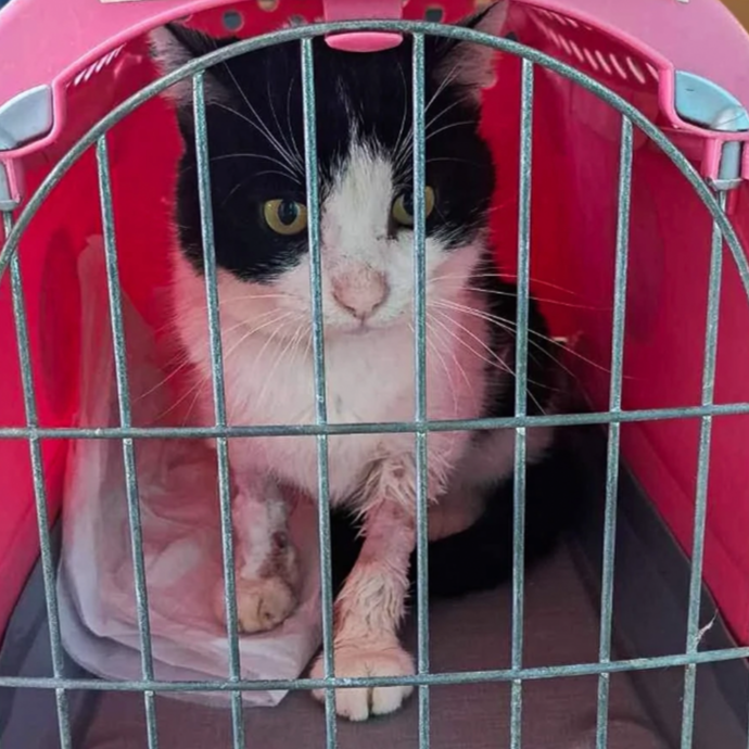 Funded: Devastating Illness May Take Panda's Life - Help Him Recover!