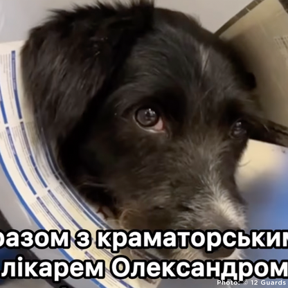 Funded: Help Ukraine Dog Found in Rubble of Destroyed Building Get Emergency Surgery