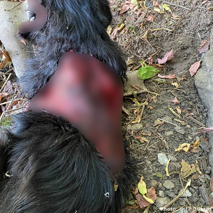 Funded: Help Ukraine Dog Found in Rubble of Destroyed Building Get Emergency Surgery