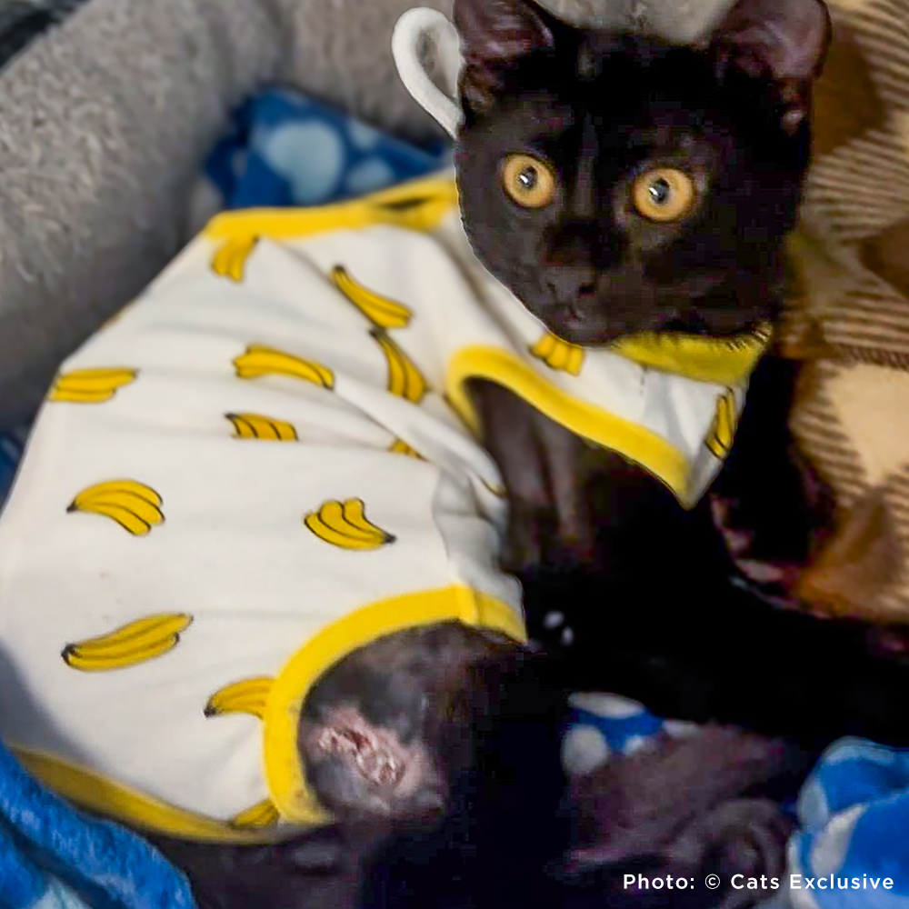 Funded: Abused Cat Covered in Painful Chemical Burns Needs Your Help