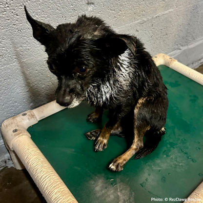 Support Rusty's Recovery After Gruesome Animal Attack