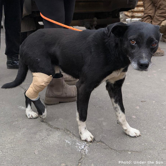 Ukraine Dog Injured by Russian Drone Needs Emergency Care