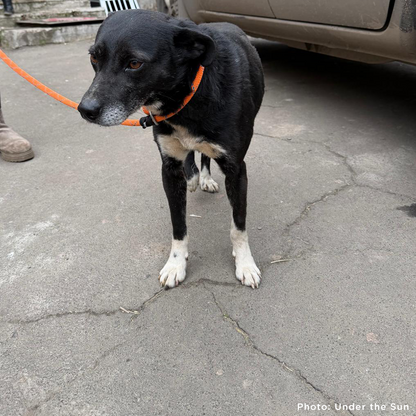 Ukraine Dog Injured by Russian Drone Needs Emergency Care