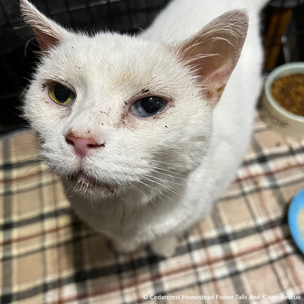 Funded: Help Senior Cat Monet Recover from a Collapsed Lung