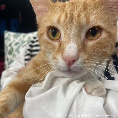 Someone Shot Vince and Stole His Ability to Walk — Help Us Give It Back