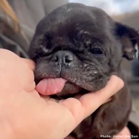 Care for Neglected Senior Pug Rescued from Horrifying Breeding Farm