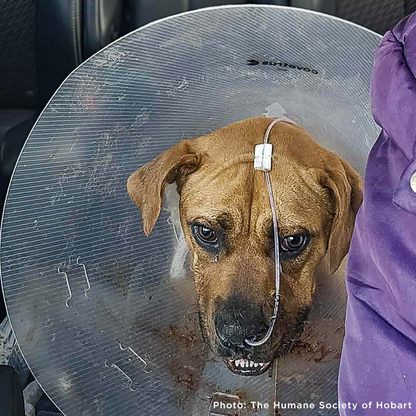 Shot at Close Range, Valentina Needs Help to Heal