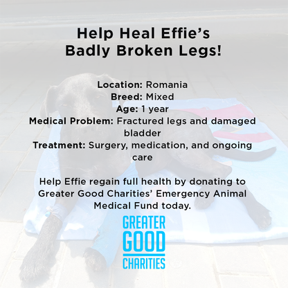 Funded: Help Heal Effie's Badly Broken Legs