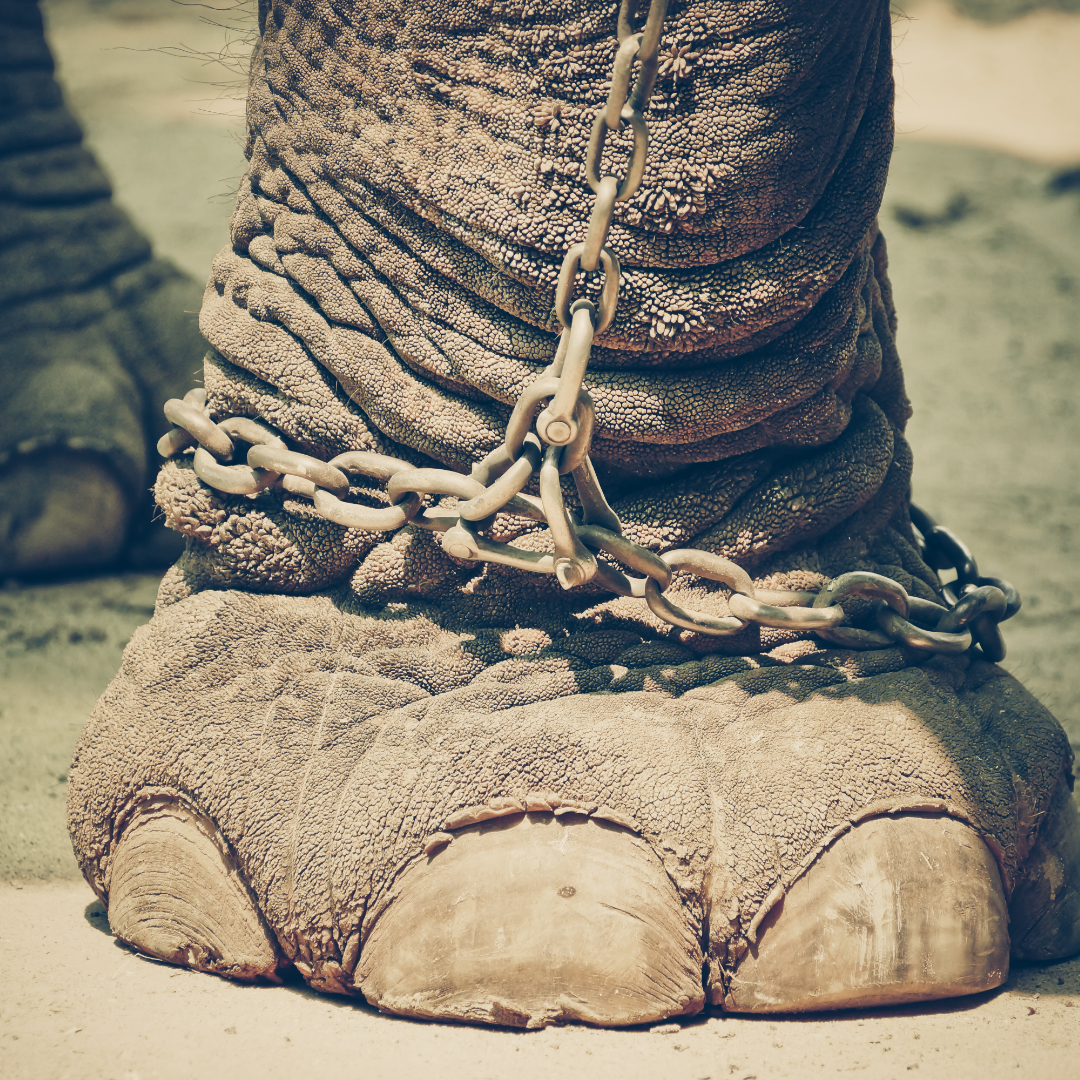 Protect the Last of the Asian Elephants