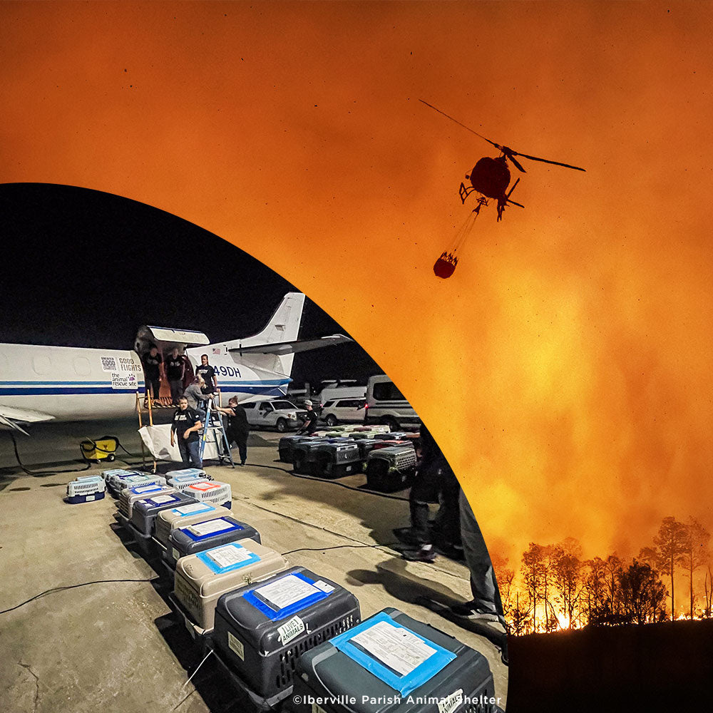 Emergency Flight to Freedom: Fly Shelter Pets Out of California Wildfires