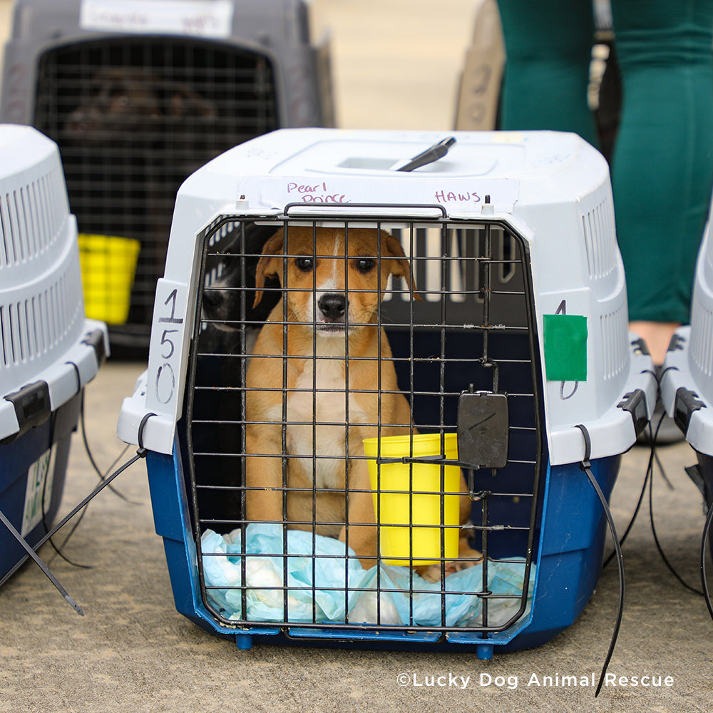 EMERGENCY EVACUATIONS: Fly Pets Out of Hurricane-Ravaged Shelters