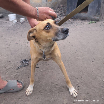 Crisis in Ukraine: Evacuate Pets Out of a War-Zone