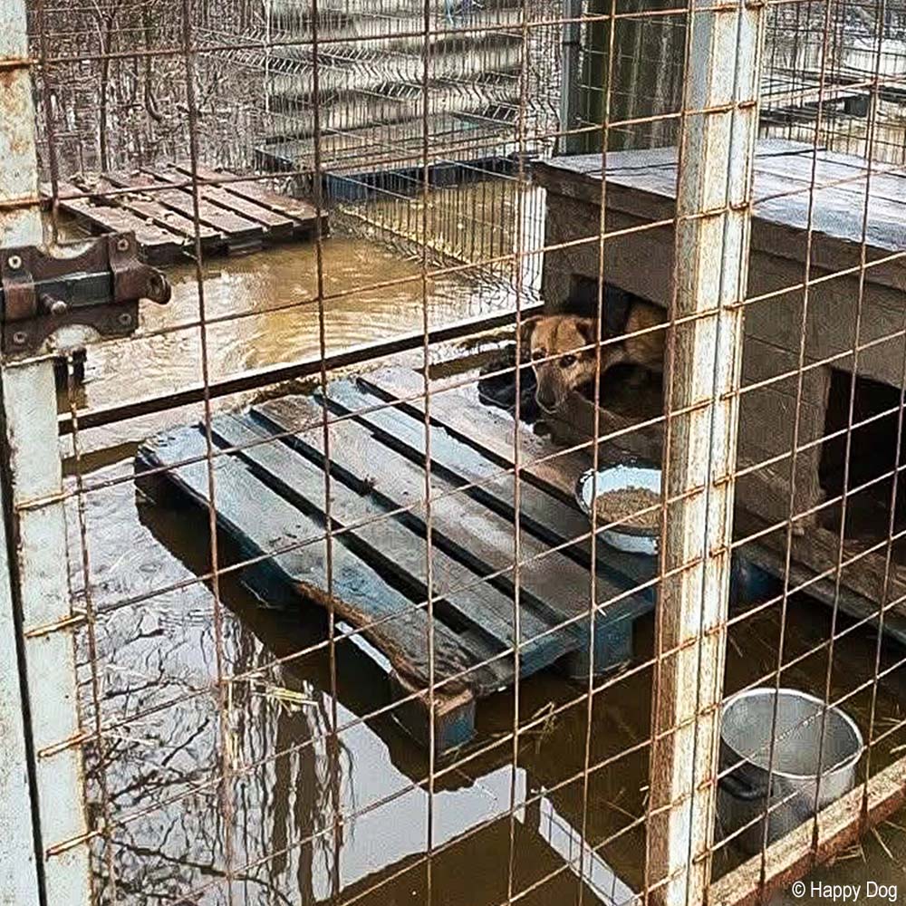 URGENT: Help Evacuate Shelter Pets From Flood Waters