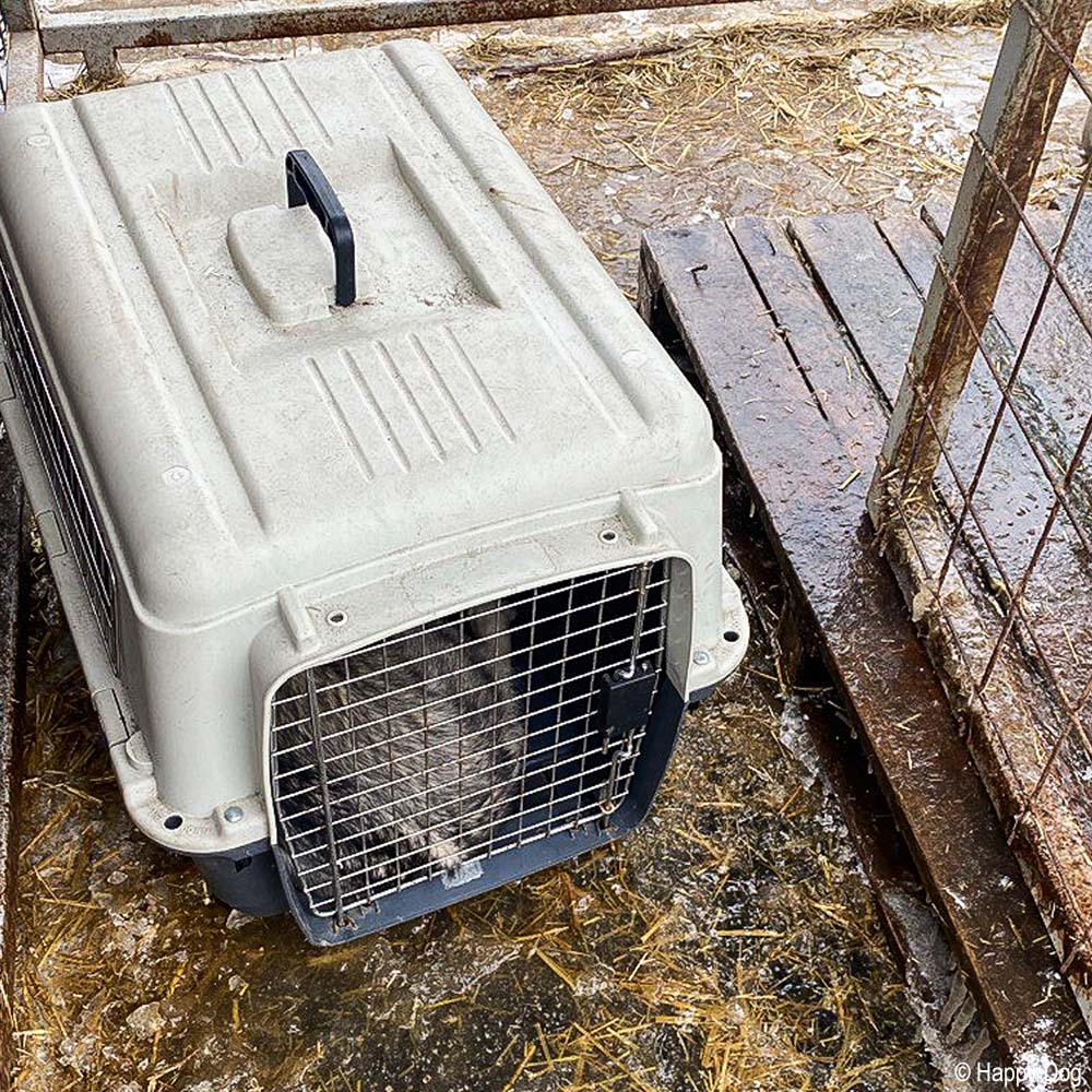 URGENT: Help Evacuate Shelter Pets From Flood Waters