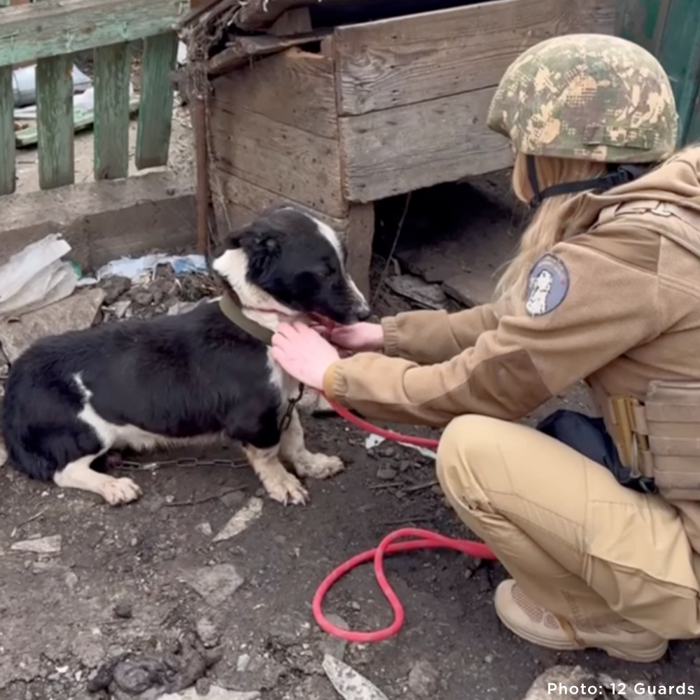 Crisis in Ukraine: Help Evacuate Pets From the Frontlines