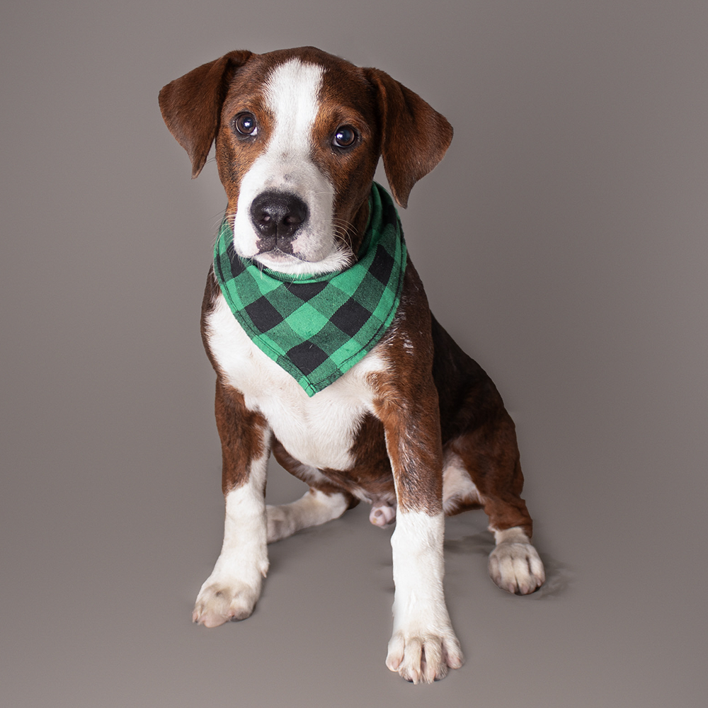 Rescue Runs Deep: Flight To Freedom T-Shirt