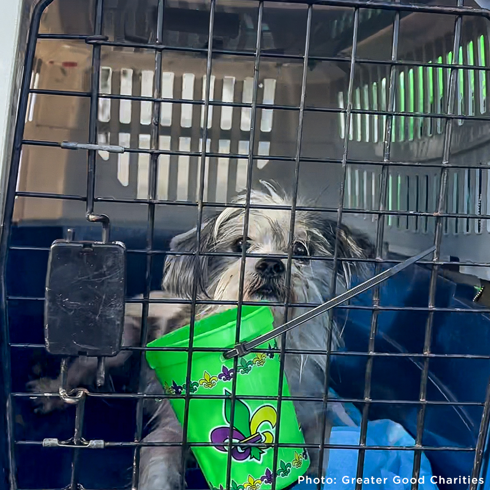 Help Fly Pets to Freedom