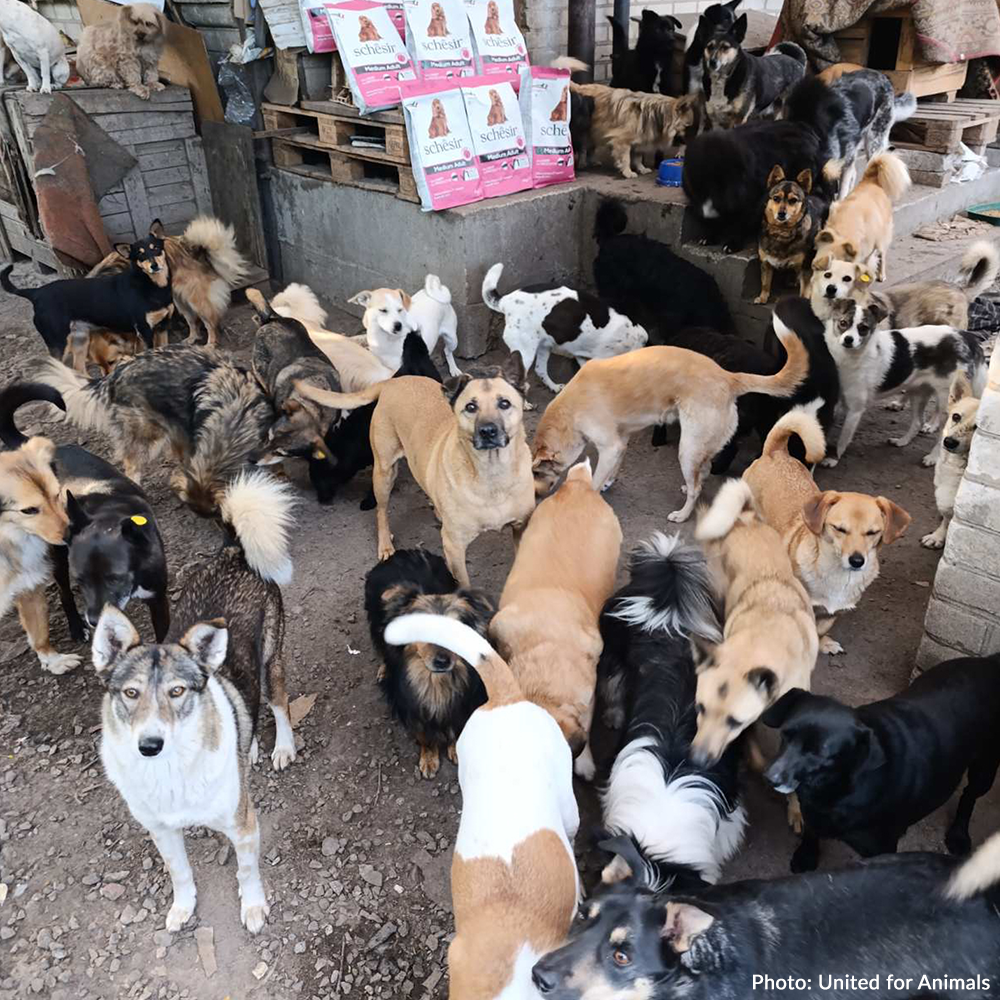 Crisis in Ukraine: Feed Hungry and Abandoned Pets