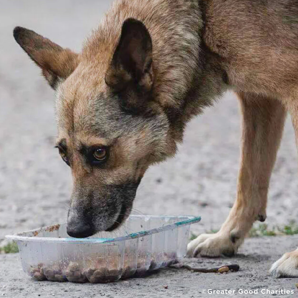 Ukraine Crisis: Feed Pets in Need