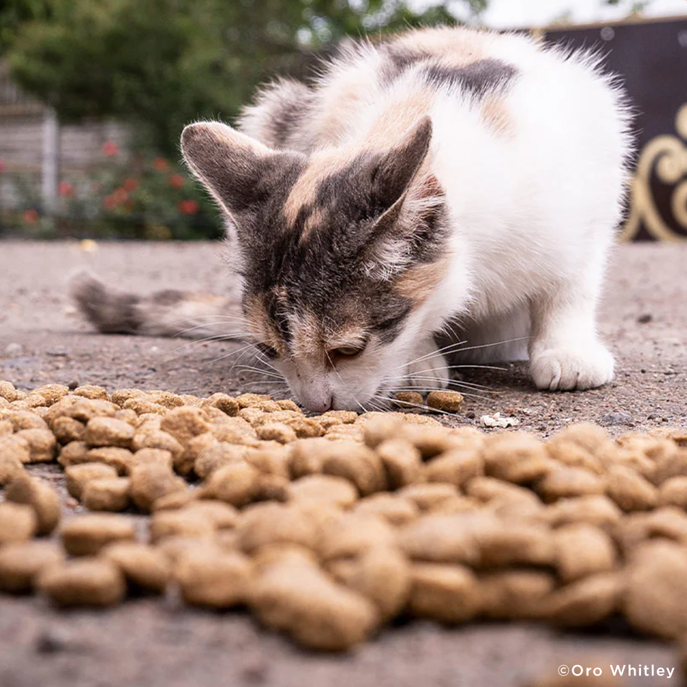 Ukraine Crisis: Feed Pets in Need