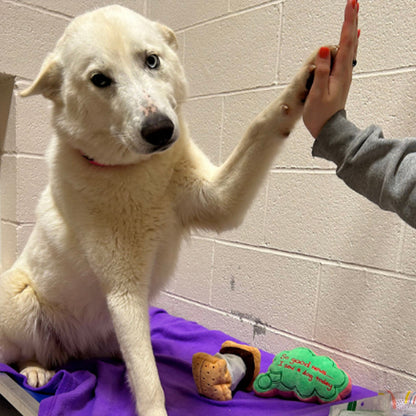 Send Vital Supplies to Shelters Saving Dogs’ Lives