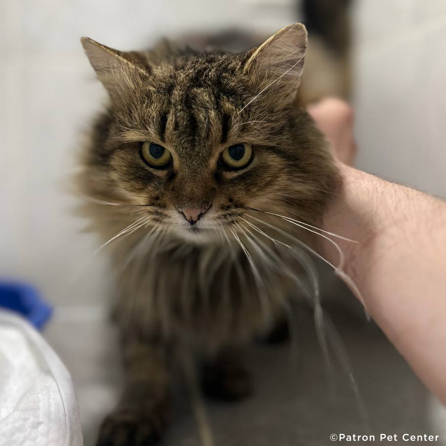 Help Abandoned Cat Overcome Excruciating Pain