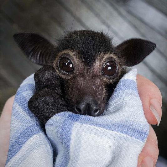 Urgent: Save Flying Foxes Threatened By Australia Bushfires