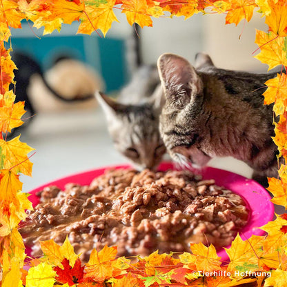 Thanksgiving Pet Food Drive | Help Feed 1 Million Shelter Pets