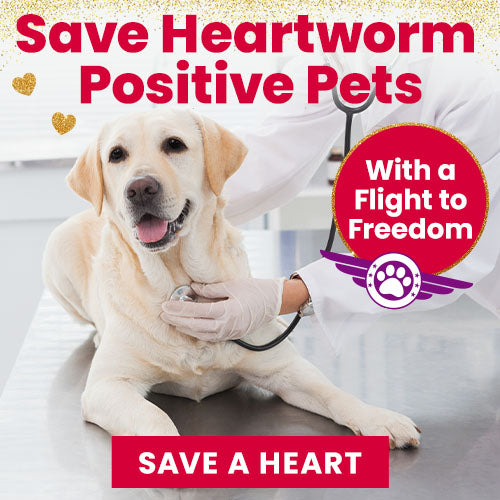 Save Heartworm Positive Pets donation from The Animal Rescue Site and GreaterGood, showing a dog examined by a veterinarian, supporting lifesaving care and Flight to Freedom transport.