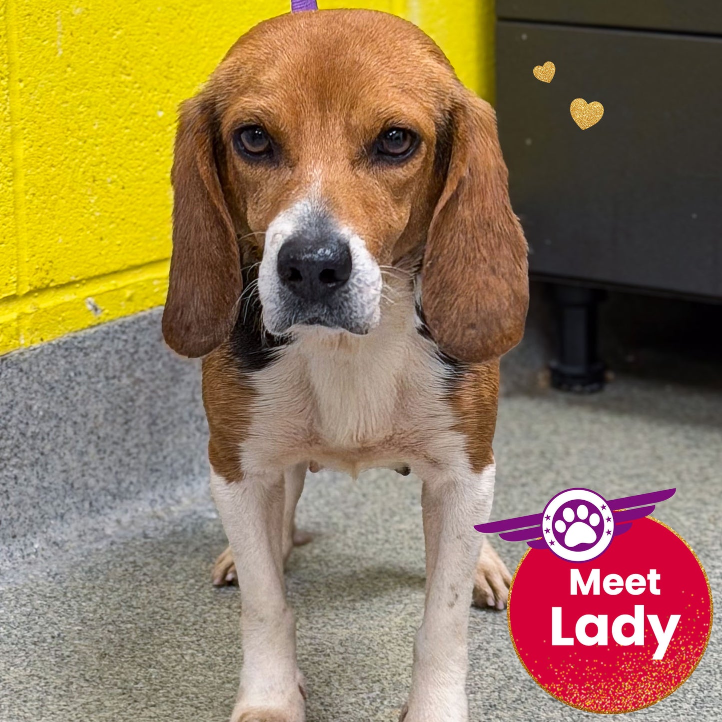 Help Fly Pets to Freedom