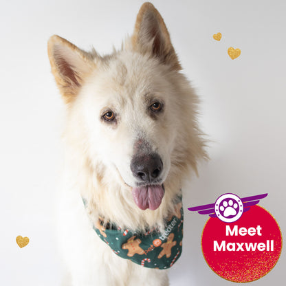 Help Fly Pets to Freedom