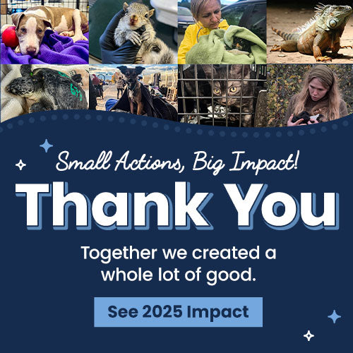2025 Impact Thank You donation update from The Animal Rescue Site and GreaterGood, featuring rescued animals and caregivers, celebrating donor support and collective impact helping animals worldwide.