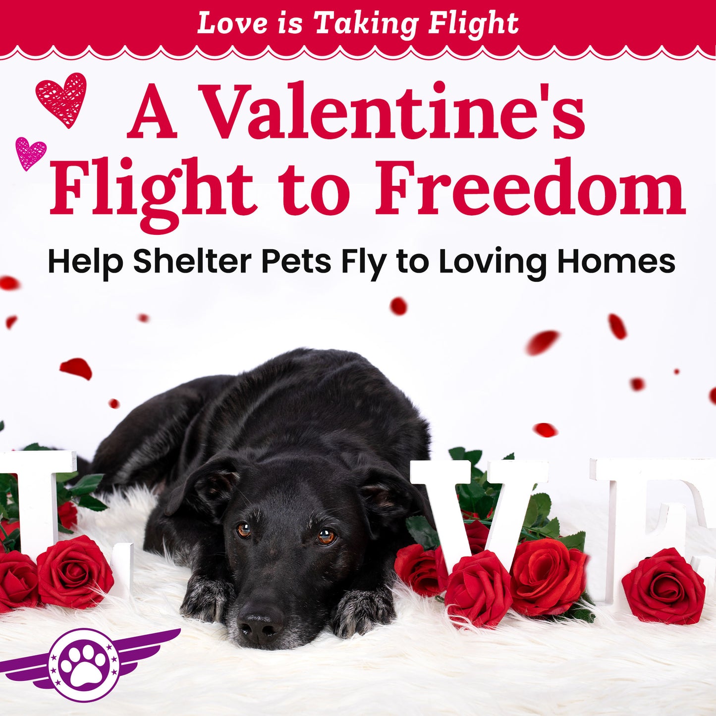 Help Fly Pets to Freedom