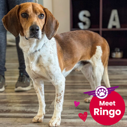 Help Fly Pets to Freedom