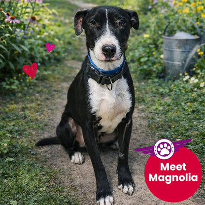 Help Fly Pets to Freedom