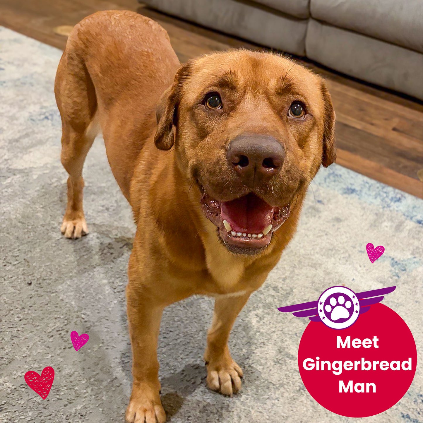 Help Fly Pets to Freedom