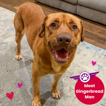 Help Fly Pets to Freedom