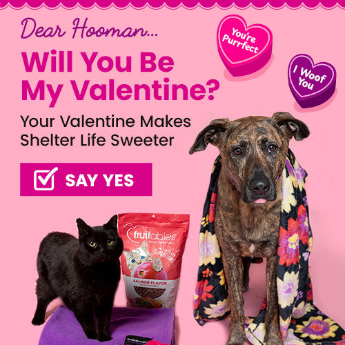 Will You Be My Valentine donation from The Animal Rescue Site and GreaterGood, featuring shelter dog in floral blanket, black cat on purple bed, and salmon pet treats supporting rescued pets.