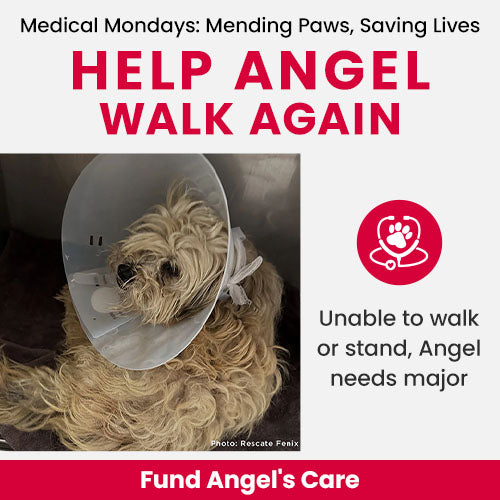 Help Angel Walk Again donation by The Animal Rescue Site and GreaterGood, supporting urgent medical care for an injured dog needing surgery to stand and walk again.