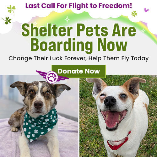 Give Shelter Pets Wings: Fund the Flight donation from The Animal Rescue Site and GreaterGood. Support rescue flights helping shelter dogs reach safety and adoption opportunities.