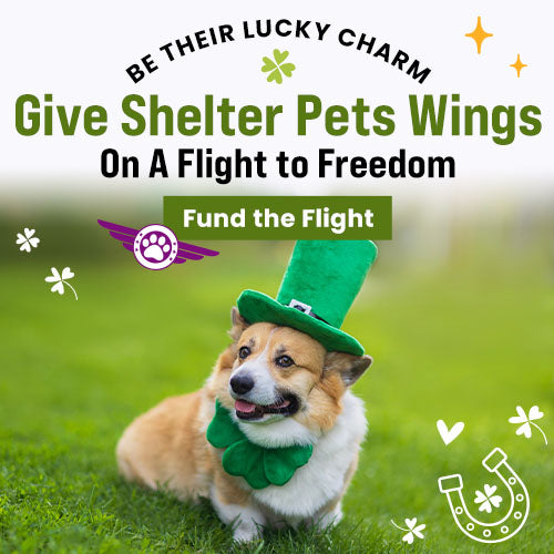 Give Shelter Pets Wings: Fund the Flight donation from The Animal Rescue Site and GreaterGood. Support rescue flights helping shelter dogs reach safety and adoption opportunities.