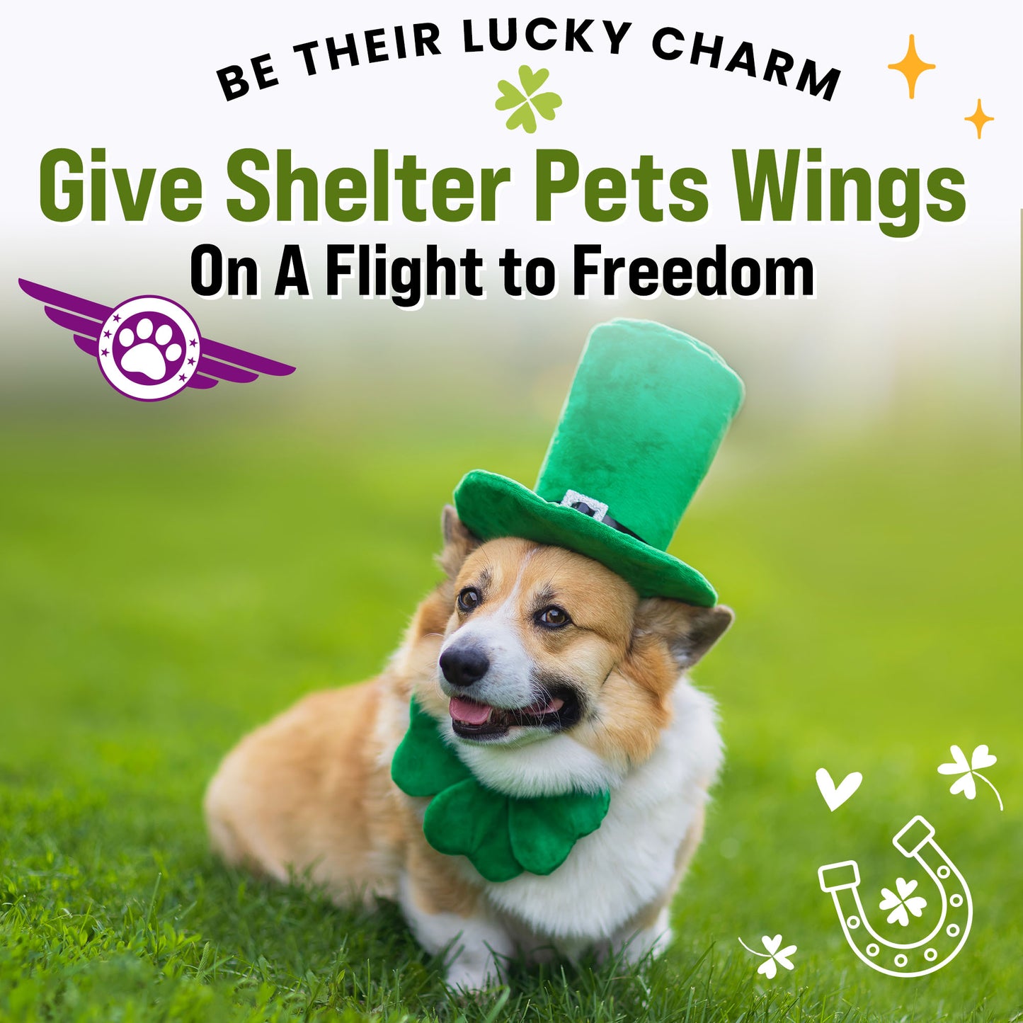 Help Fly Pets to Freedom
