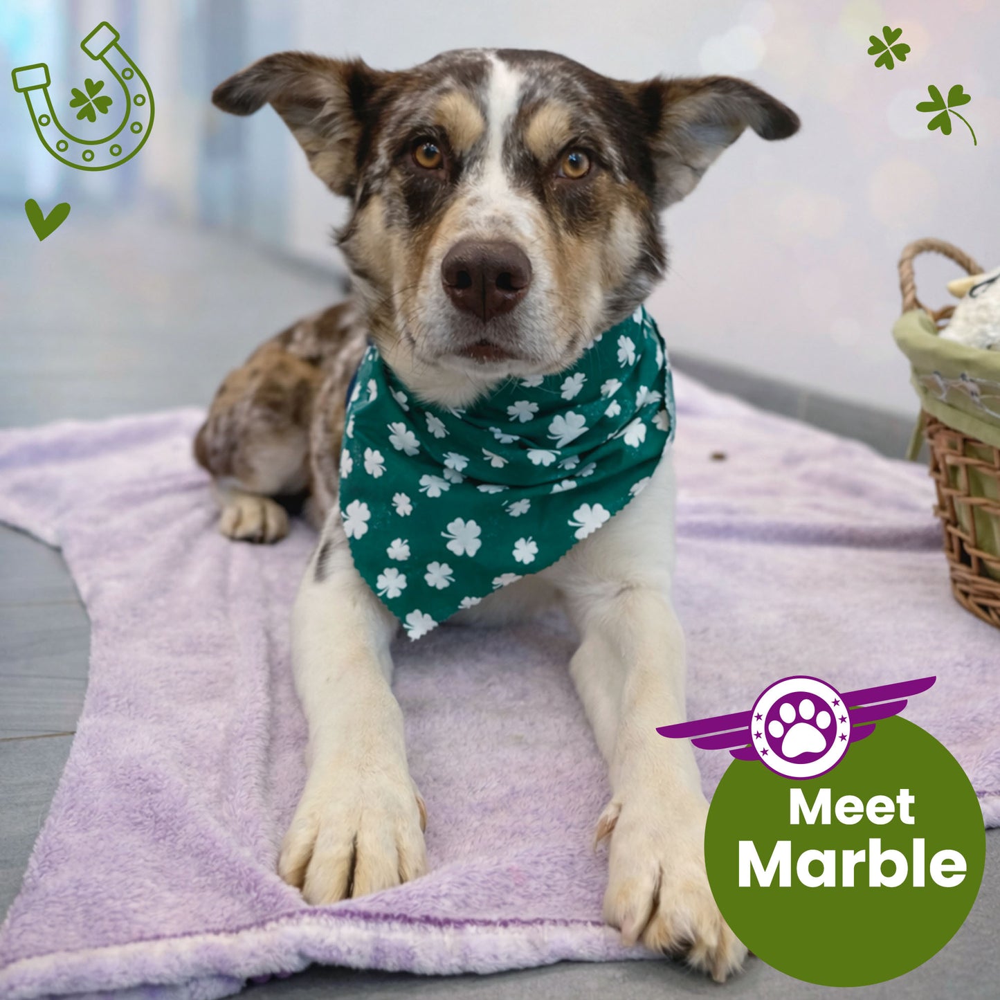 Help Fly Pets to Freedom