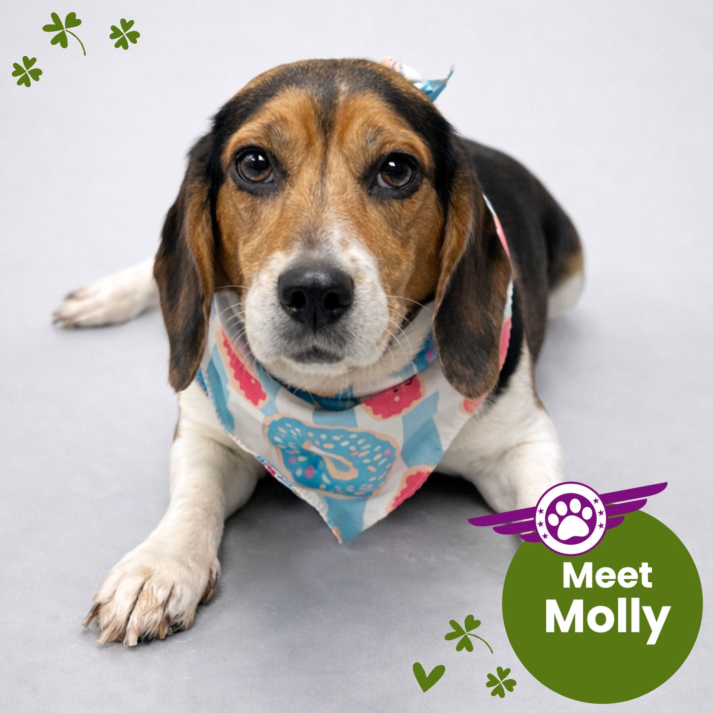 Help Fly Pets to Freedom