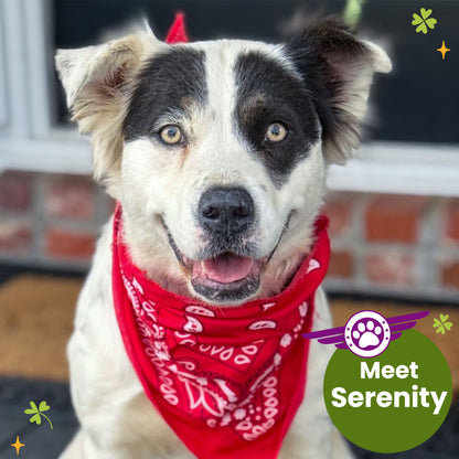 Help Fly Pets to Freedom