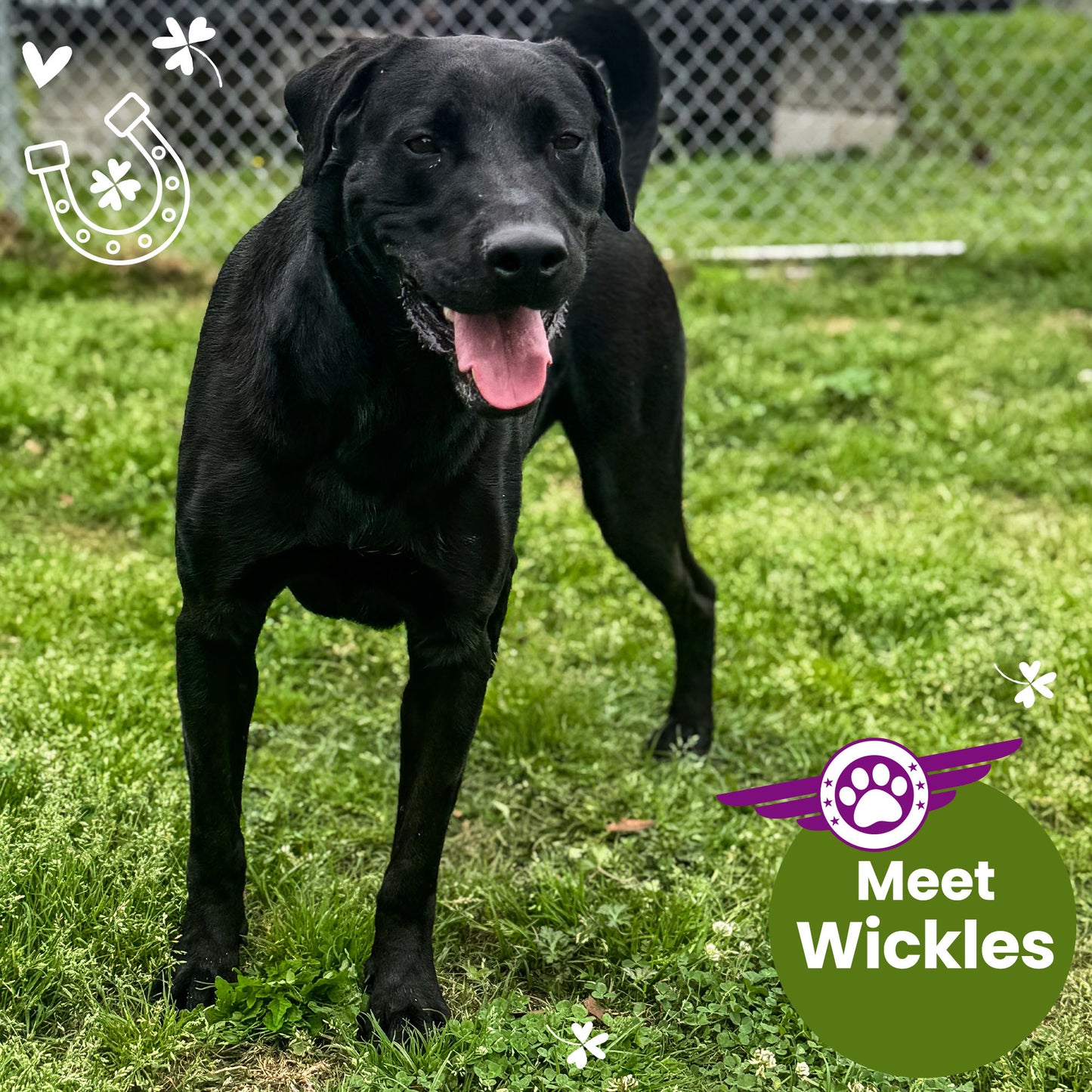 Help Fly Pets to Freedom