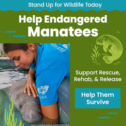Help Endangered Manatees donation from The Animal Rescue Site and GreaterGood, supporting rescue, rehabilitation, and release efforts to protect vulnerable manatees and help them survive.