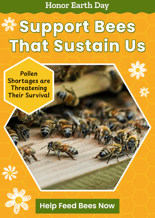 Support Bees That Sustain Us donation, The Animal Rescue Site and GreaterGood; honeybee collecting pollen on bright flower, food shortages threatening survival, help provide nutrition and protect vital pollinators